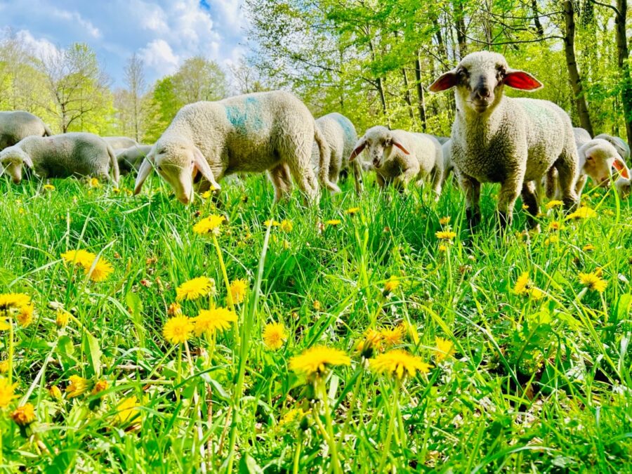 Ein von drei guten Dingen: Schafe im Frühjahr. (Foto: Eric)